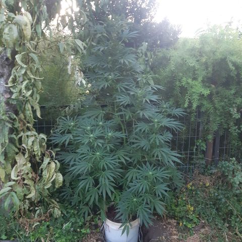 Zombie kush growlog timeline photo