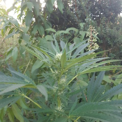 Zombie kush growlog timeline photo