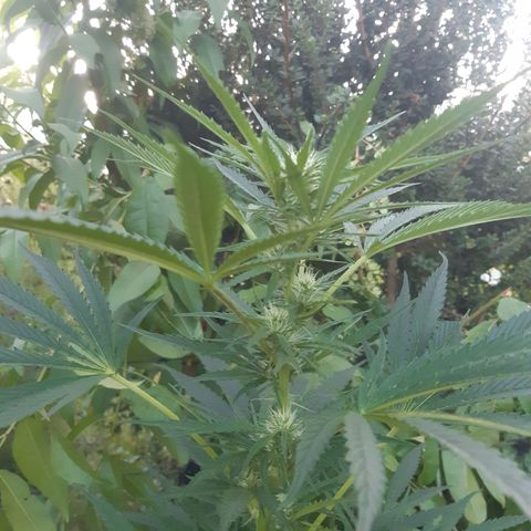 Zombie kush growlog timeline photo