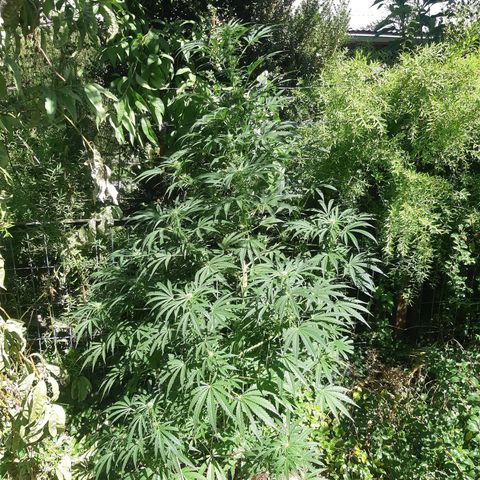 Zombie kush growlog timeline photo