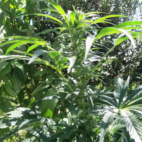 Zombie kush growlog timeline photo