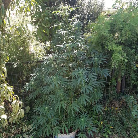 Zombie kush growlog timeline photo