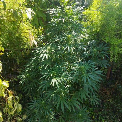 Zombie kush growlog timeline photo