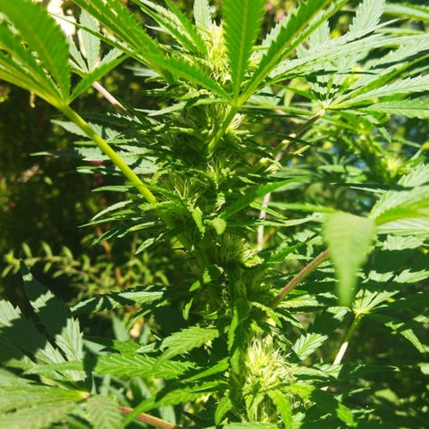 Zombie kush growlog timeline photo