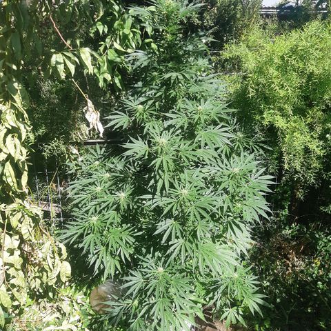 Zombie kush growlog photo: Hesi boost