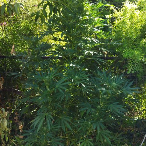 Zombie kush growlog timeline photo