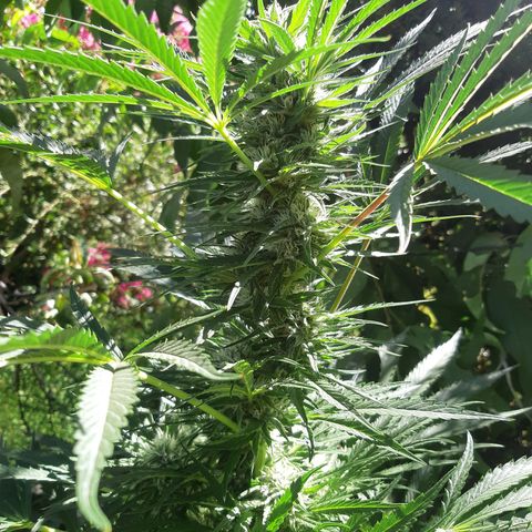 Zombie kush growlog timeline photo