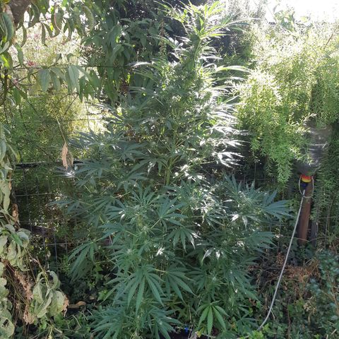 Zombie kush growlog timeline photo