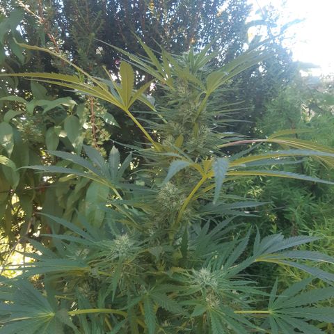 Zombie kush growlog timeline photo