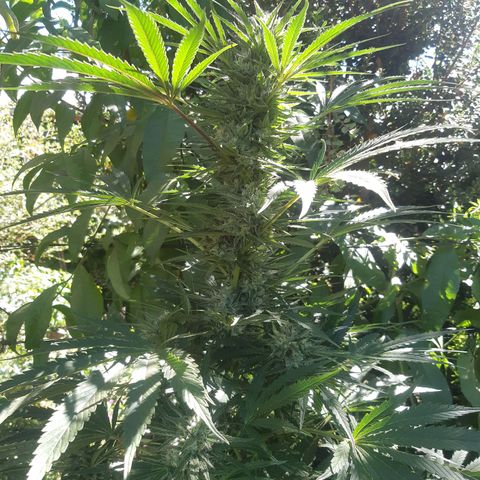 Zombie kush growlog timeline photo