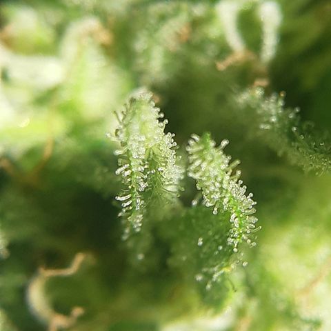 Zombie kush growlog timeline photo