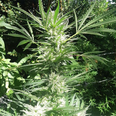 Zombie kush growlog timeline photo