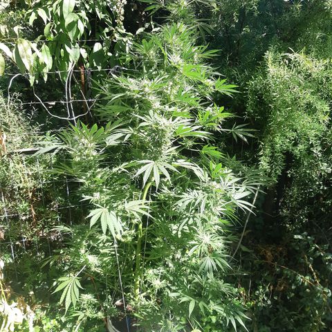 Zombie kush growlog timeline photo