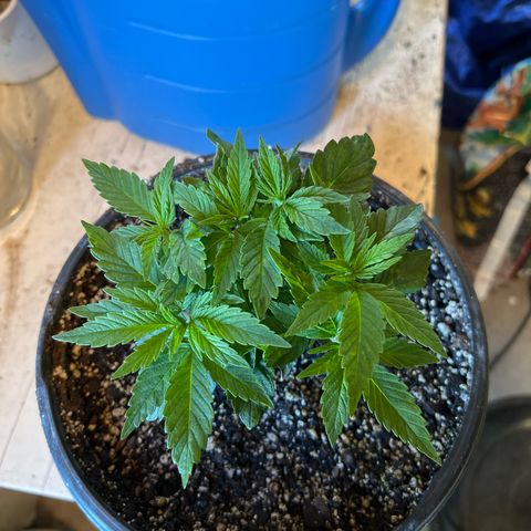 Blueberry Headband growlog timeline photo