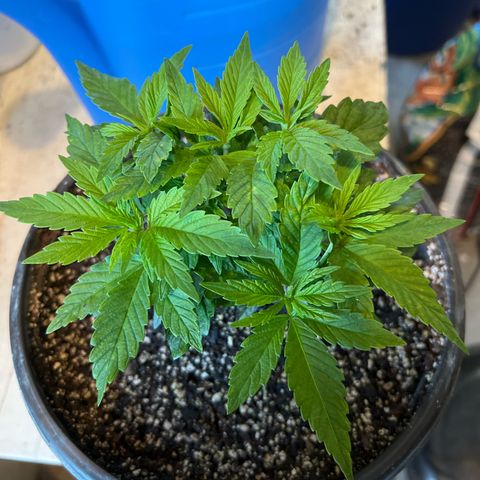 Blueberry Headband growlog timeline photo