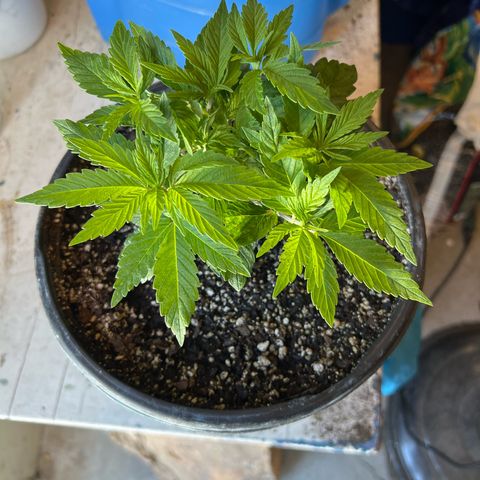 Blueberry Headband growlog timeline photo