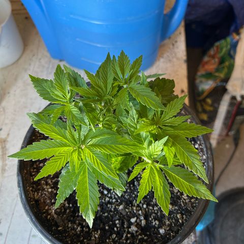 Blueberry Headband growlog timeline photo
