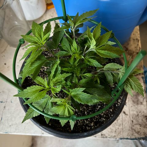 Blueberry Headband growlog timeline photo
