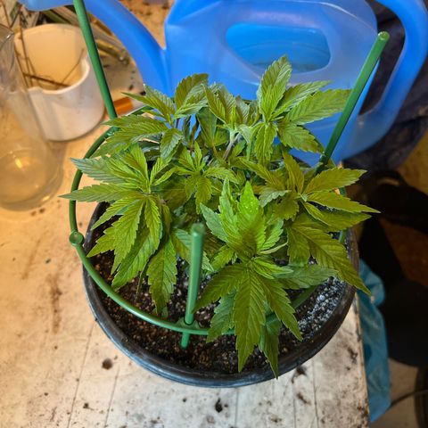 Blueberry Headband growlog timeline photo