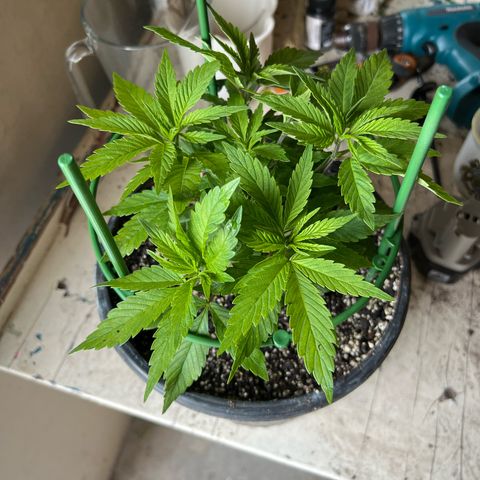 Blueberry Headband growlog timeline photo