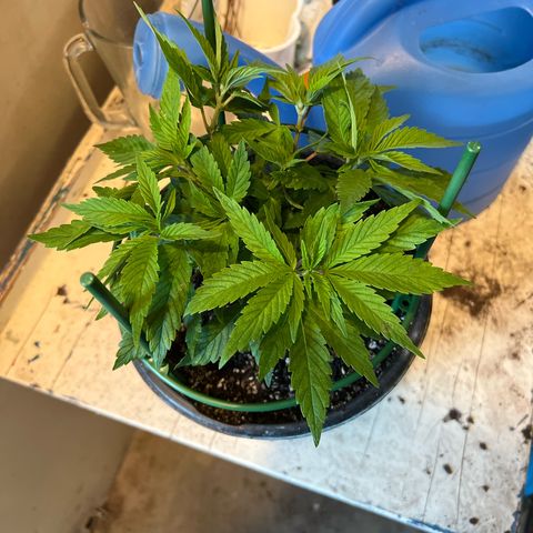 Blueberry Headband growlog timeline photo