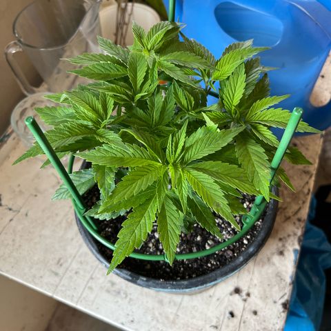 Blueberry Headband growlog timeline photo