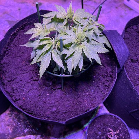 Blueberry Headband growlog timeline photo