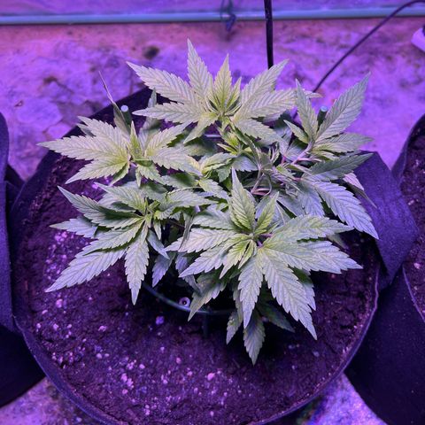 Blueberry Headband growlog timeline photo