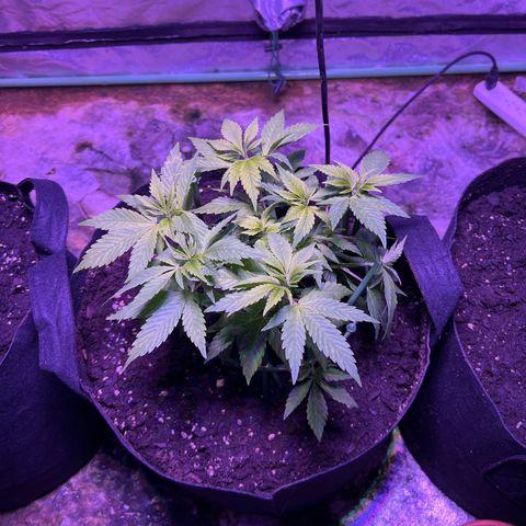 Blueberry Headband growlog timeline photo
