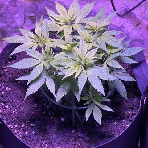Blueberry Headband growlog timeline photo