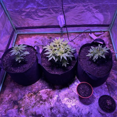 Blueberry Headband growlog timeline photo