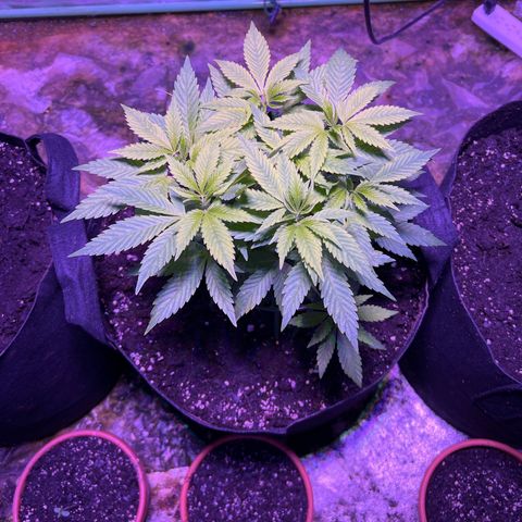 Blueberry Headband growlog timeline photo