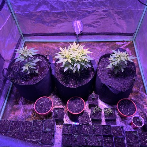 Blueberry Headband growlog timeline photo