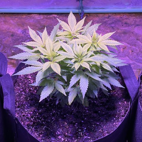 Blueberry Headband growlog timeline photo