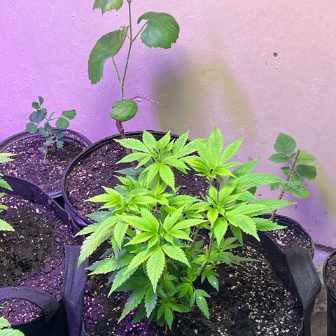 Blueberry Headband growlog timeline photo