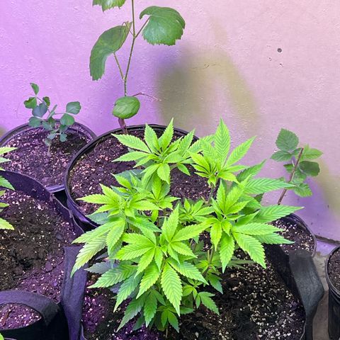 Blueberry Headband growlog timeline photo