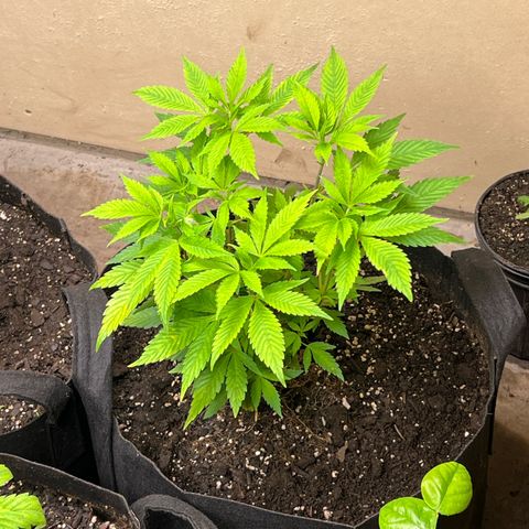 Blueberry Headband growlog timeline photo
