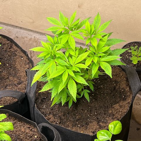 Blueberry Headband growlog timeline photo