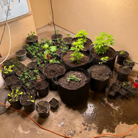 Blueberry Headband growlog timeline photo