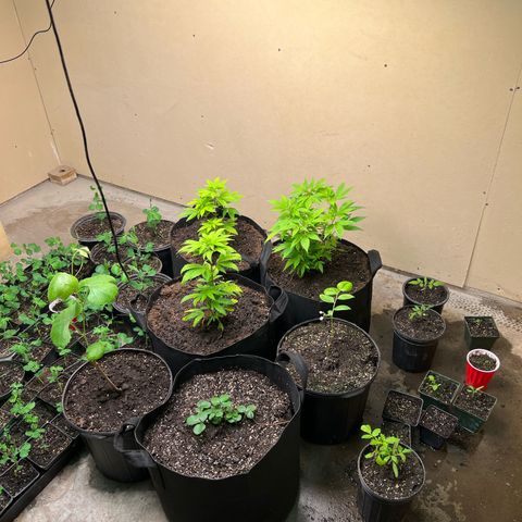 Blueberry Headband growlog timeline photo