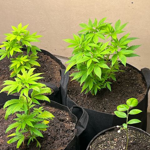 Blueberry Headband growlog timeline photo