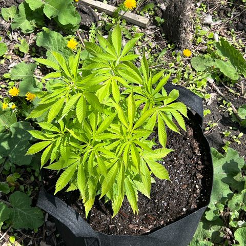 Blueberry Headband growlog timeline photo