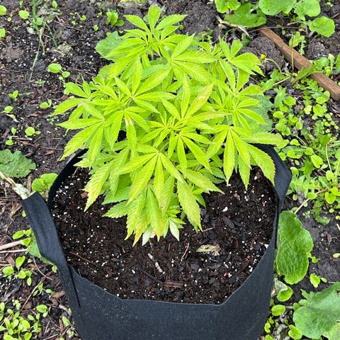 Blueberry Headband growlog timeline photo