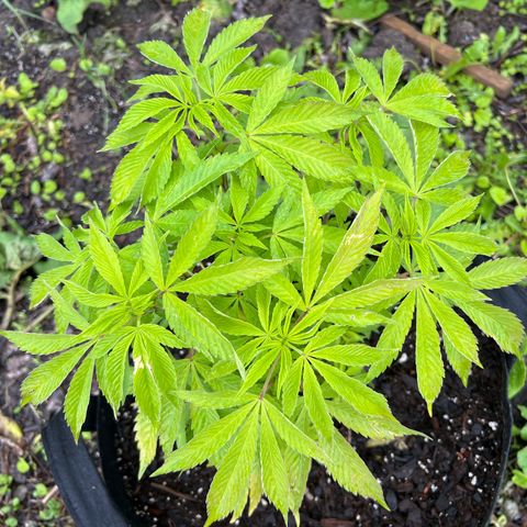 Blueberry Headband growlog timeline photo