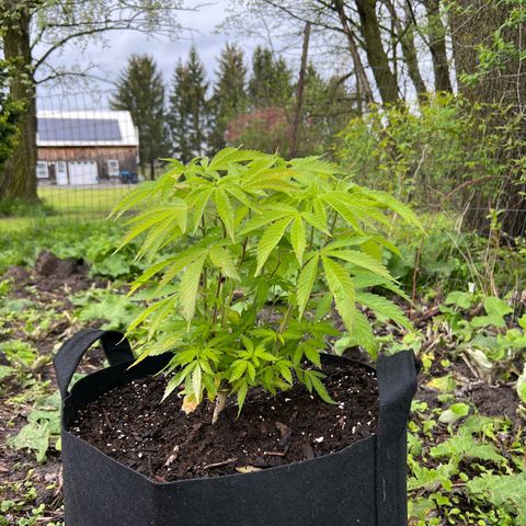 Blueberry Headband growlog timeline photo