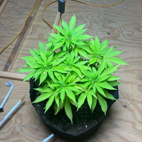 Blueberry Headband growlog timeline photo