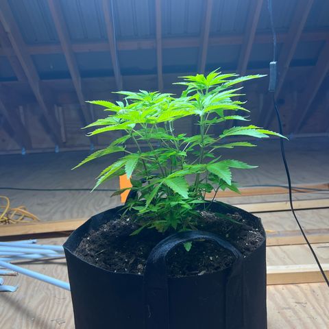 Blueberry Headband growlog timeline photo