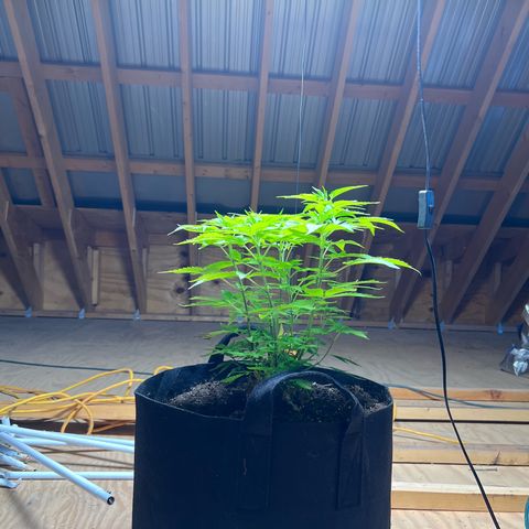 Blueberry Headband growlog timeline photo
