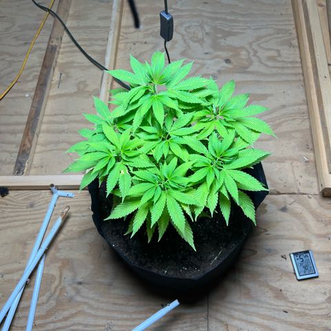 Blueberry Headband growlog timeline photo