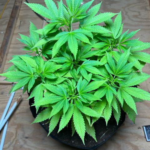 Blueberry Headband growlog timeline photo